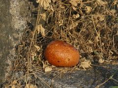 Hyphaene dichotoma