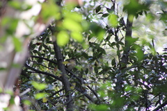 Turdus assimilis