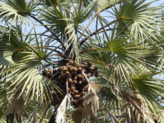 Hyphaene dichotoma