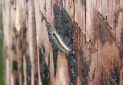 Thaumetopoea processionea