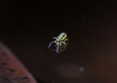 Sminthurinus elegans