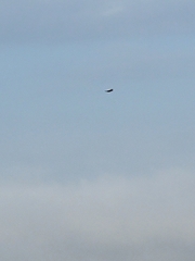 Haliaeetus leucocephalus