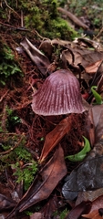 Mycena holoporphyra