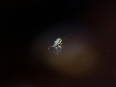 Sminthurinus elegans