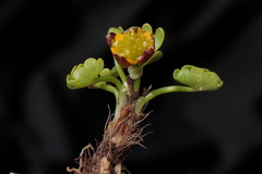 Halerpestes cymbalaria