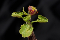 Halerpestes cymbalaria