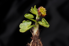 Halerpestes cymbalaria