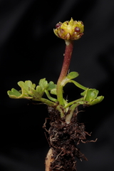 Halerpestes cymbalaria