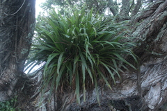Astelia hastata