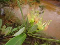 Xanthostemon aurantiacus