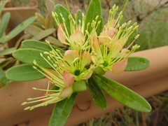 Xanthostemon aurantiacus