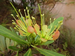 Xanthostemon aurantiacus