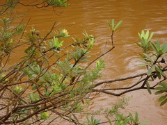 Xanthostemon aurantiacus