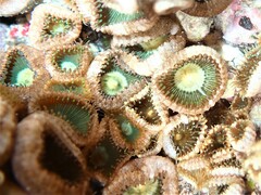 Palythoa