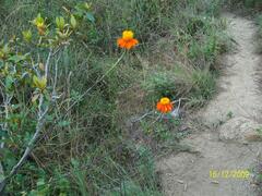 Adenophyllum aurantium