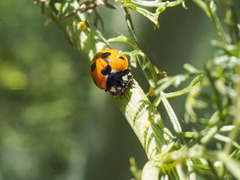 Coccinella algerica