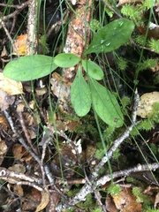 Coprosma foetidissima