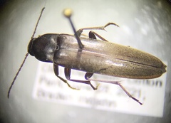 Enchodes sericea
