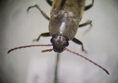 Enchodes sericea