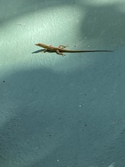 Anolis callainus