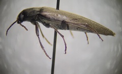 Enchodes sericea