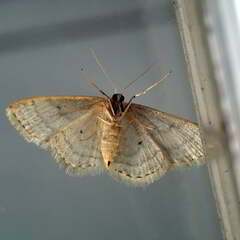 Idaea subsericeata