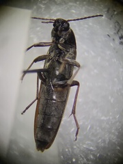 Enchodes sericea