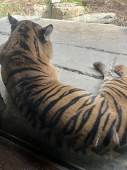 Panthera tigris