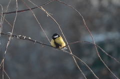 Parus major