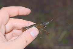 Procambarus leonensis