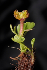 Halerpestes cymbalaria