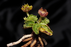 Halerpestes cymbalaria