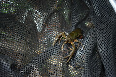 Procambarus leonensis