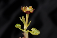 Halerpestes cymbalaria