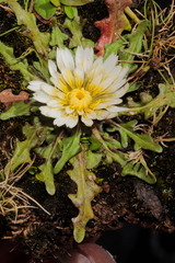 Hypochaeris taraxacoides
