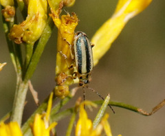 Trirhabda canadensis