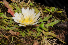 Hypochaeris taraxacoides