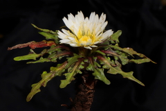 Hypochaeris taraxacoides