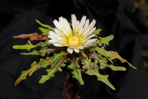 Hypochaeris taraxacoides (Meyen & Walp.) Ball