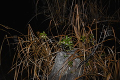 Pieris phillyreifolia