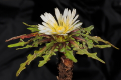 Hypochaeris taraxacoides