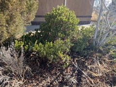 Arctostaphylos × coloradensis