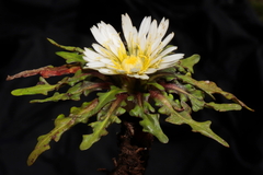 Hypochaeris taraxacoides