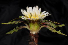 Hypochaeris taraxacoides