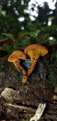 Erythrophylloporus
