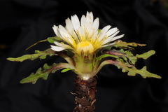 Hypochaeris taraxacoides