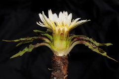 Hypochaeris taraxacoides