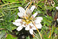 Hypochaeris taraxacoides