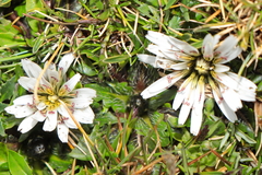 Hypochaeris taraxacoides
