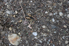 Dendroxena quadrimaculata